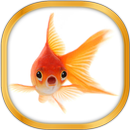 Peixe-Dourado Papel De Parede APK