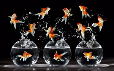 無料で金魚ライブ壁紙 Apkアプリの最新版 Apk22 0をダウンロード Android用 金魚ライブ壁紙 アプリダウンロード Apkfab Com Jp