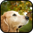 Golden Retriever Dog Wallpaper