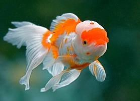 Goldfish Gallery 스크린샷 3