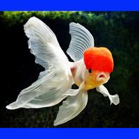 Goldfish Gallery 포스터
