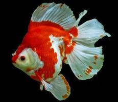 Goldfish Gallery 스크린샷 1