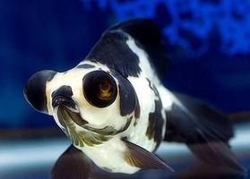 Goldfish Gallery 스크린샷 2