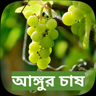 Farming Grape fruit in Bengali-icoon