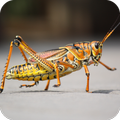 Grasshopper Wallpaper