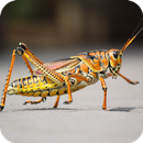 Grasshopper Wallpaper APK