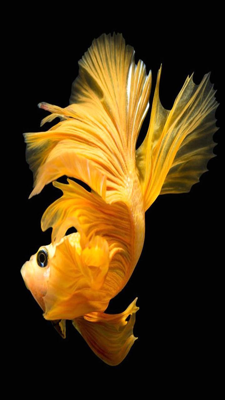 ดาวน์โหลด Betta Fish Wallpapers HD Free APK สำหรับ Android ดาวน์โหลด Betta Fish Wallpapers HD Free APK สำหรับ Android