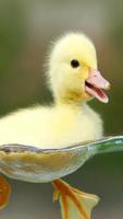 Cute Wallpapers free 海报