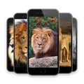 Lion HD Wallpapers