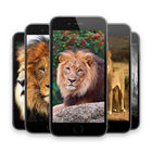Lion HD Wallpapers icône