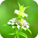 Green Nature Wallpaper APK