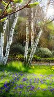 Green Spring Live Wallpaper syot layar 3