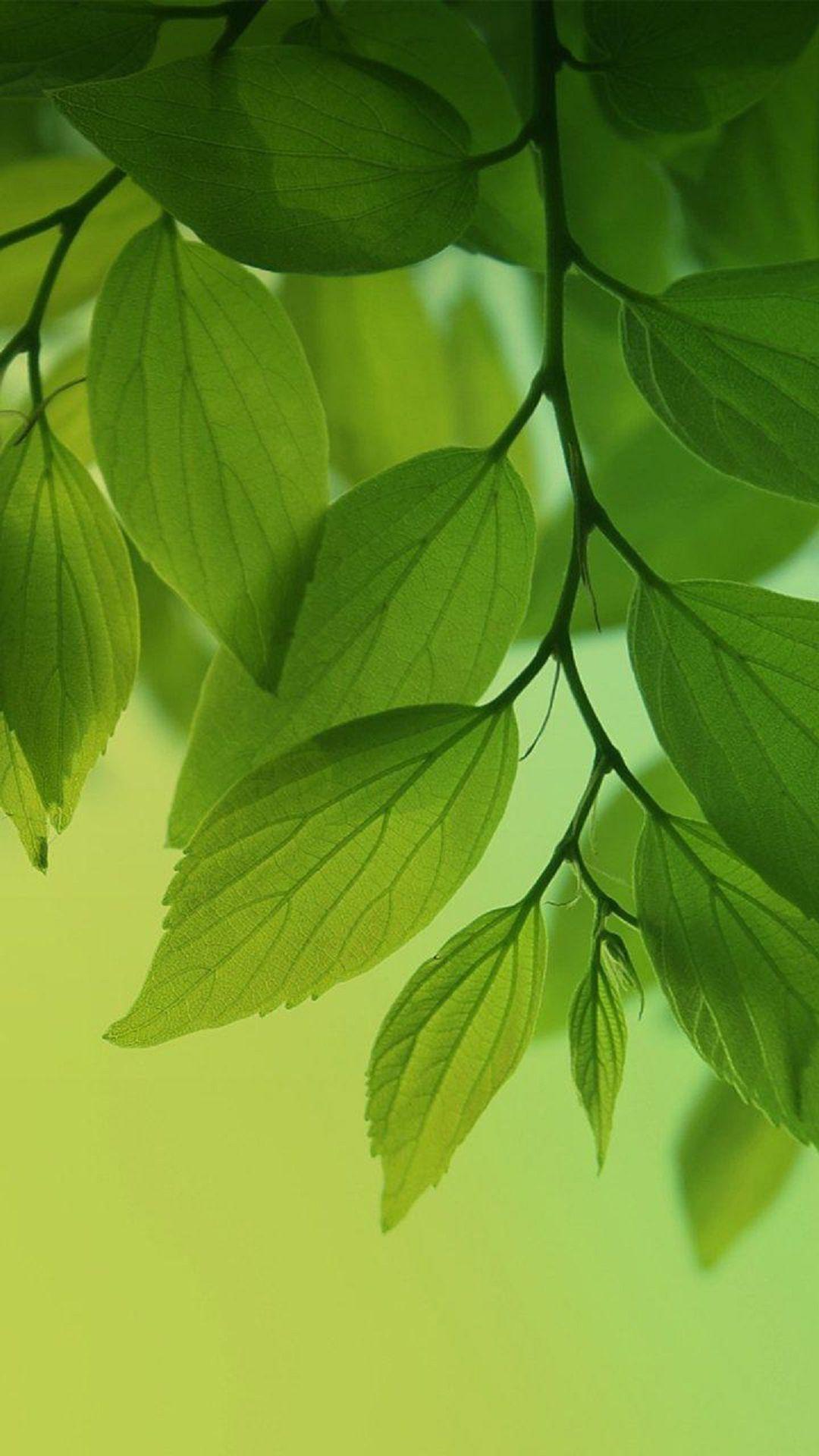 Chiếc lá xanh (Green leaf): Sắc xanh của chiếc lá thật tuyệt vời và đầy sức sống. Hình ảnh với chiếc lá xanh sẽ giúp bạn tìm lại vẻ đẹp tự nhiên và sự thanh thản trong tâm hồn. Hãy chiêm ngưỡng những bức hình tuyệt đẹp này để cảm nhận nguồn năng lượng mới tràn đầy trong cuộc sống.