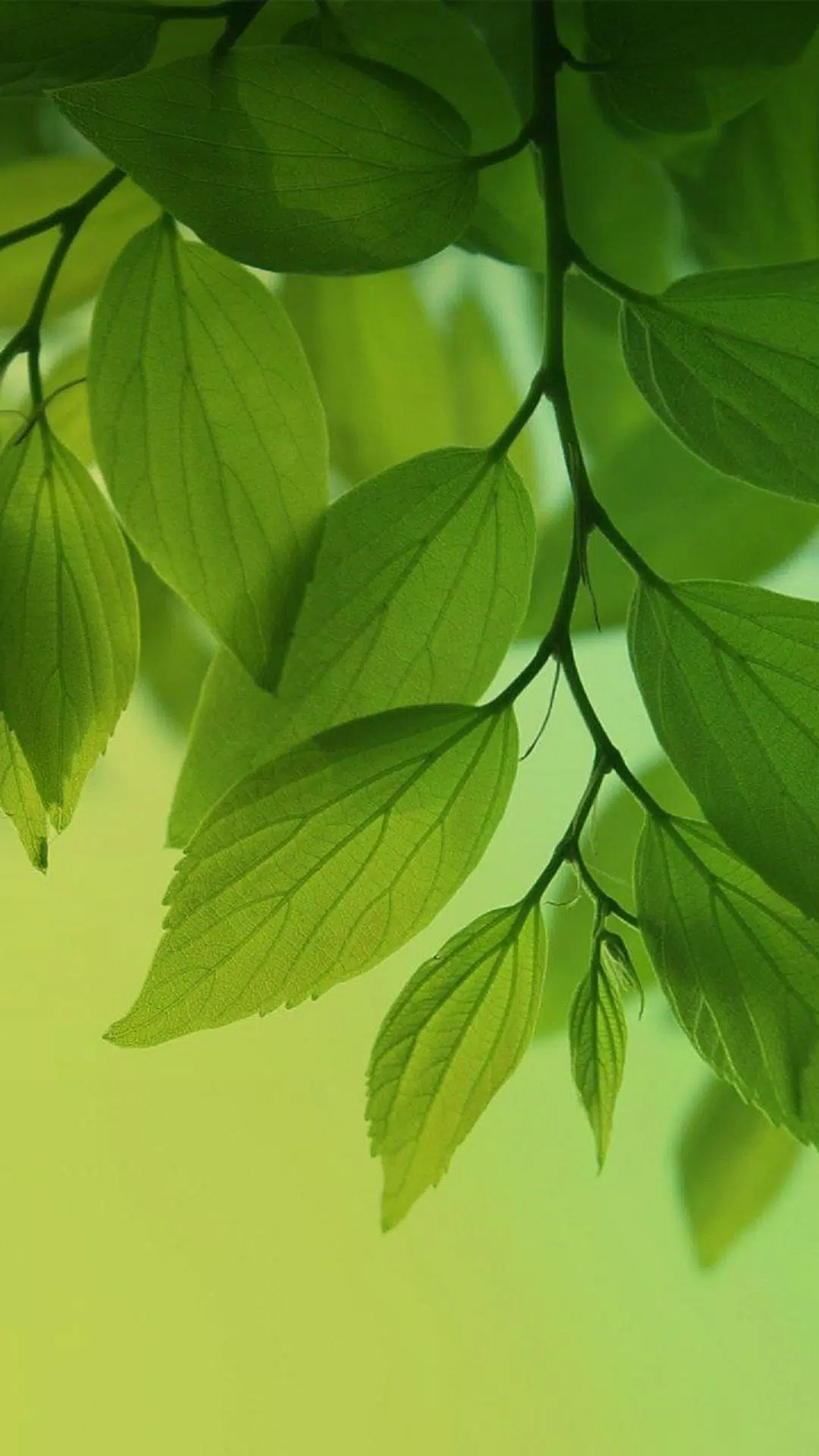 Green leaf wallpaper HD APK for Android Download
