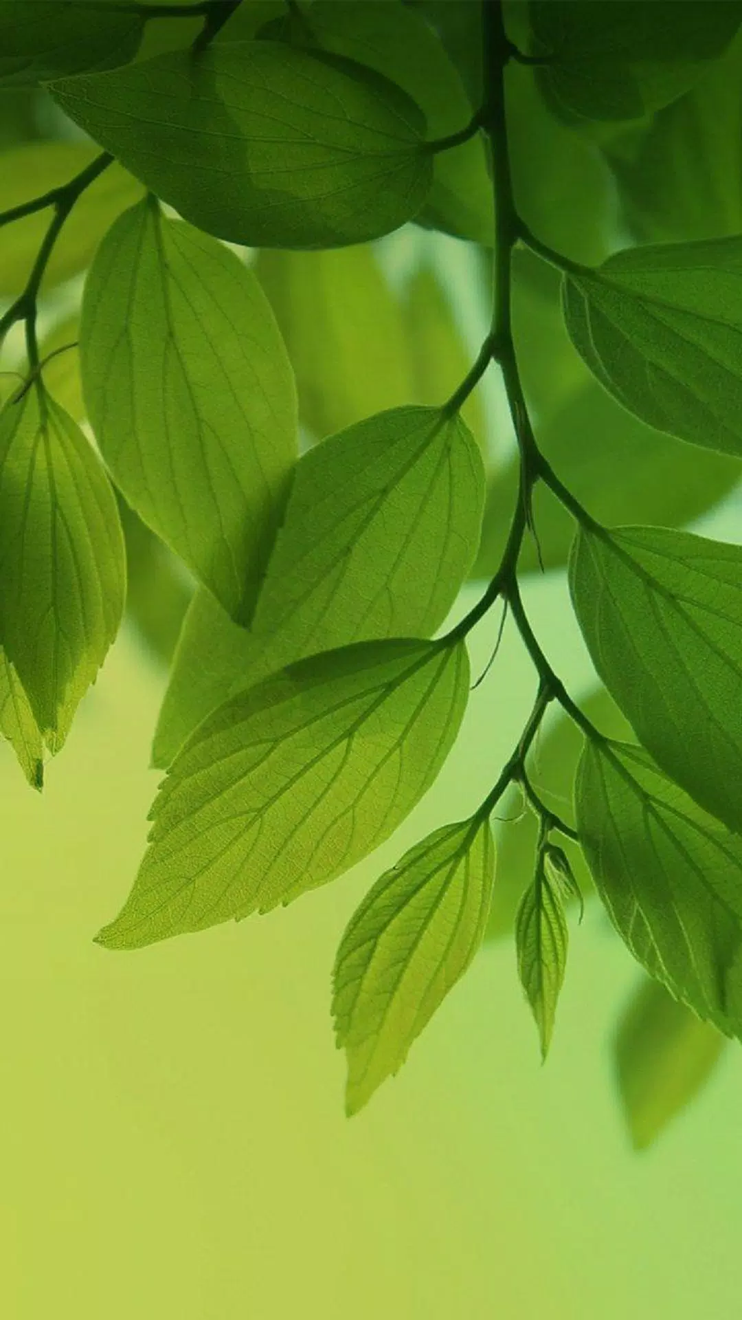 Green leaf wallpaper HD APK for Android Download Green leaf wallpaper HD APK for Android Download