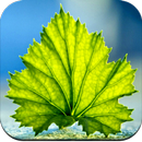 Green Leaf Wallpaper HD APK