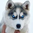 Husky dog wallpapers HD APK