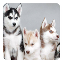 Husky Live Wallpaper APK