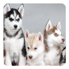 Husky Live Wallpaper 图标
