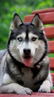 Husky Live Wallpaper Affiche