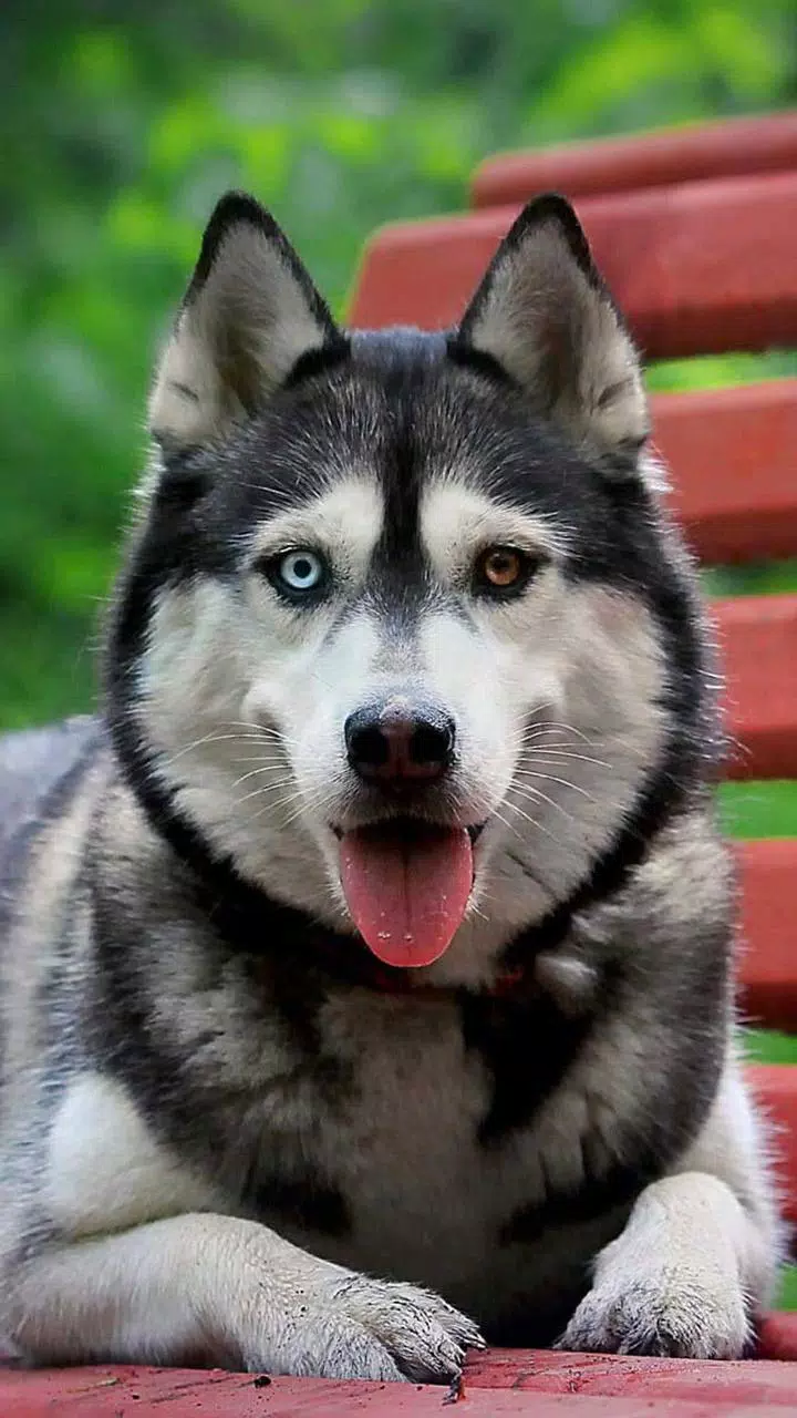 Husky Live Wallpaper For Android Apk Download