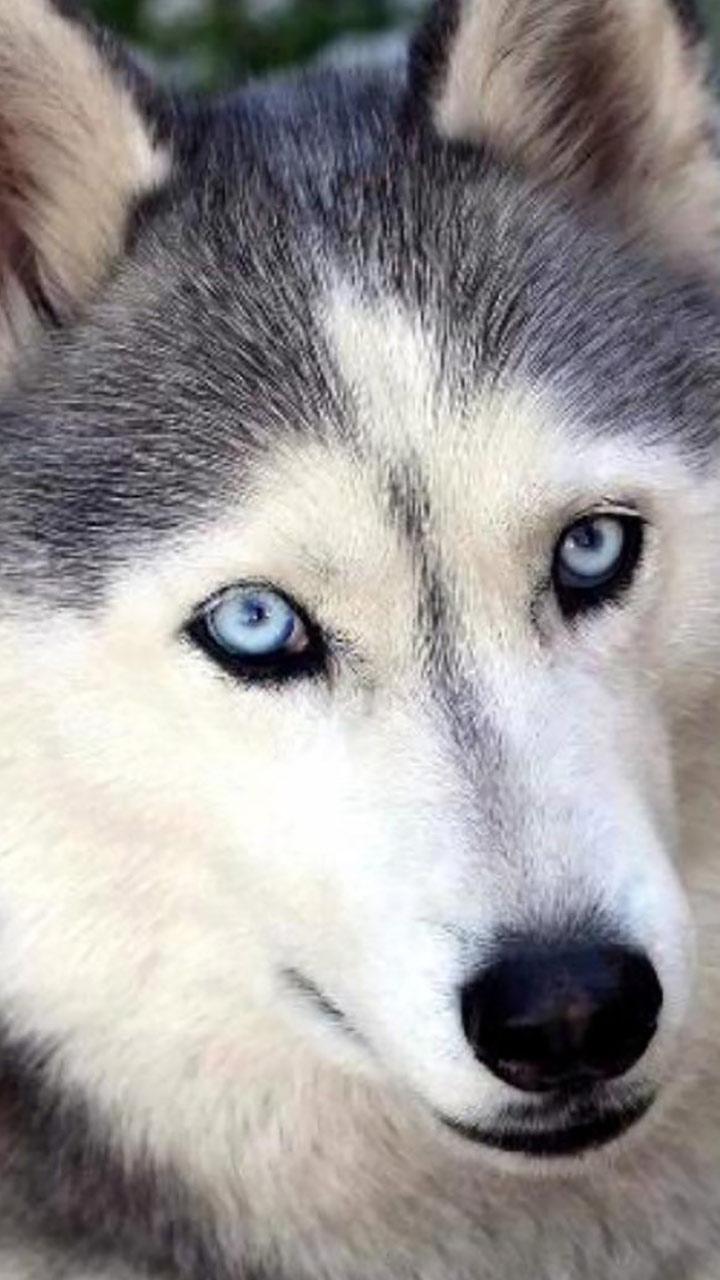 Husky Live Wallpaper For Android Apk Download - fluffy husky roblox