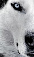 Husky Live Wallpaper 截图 2