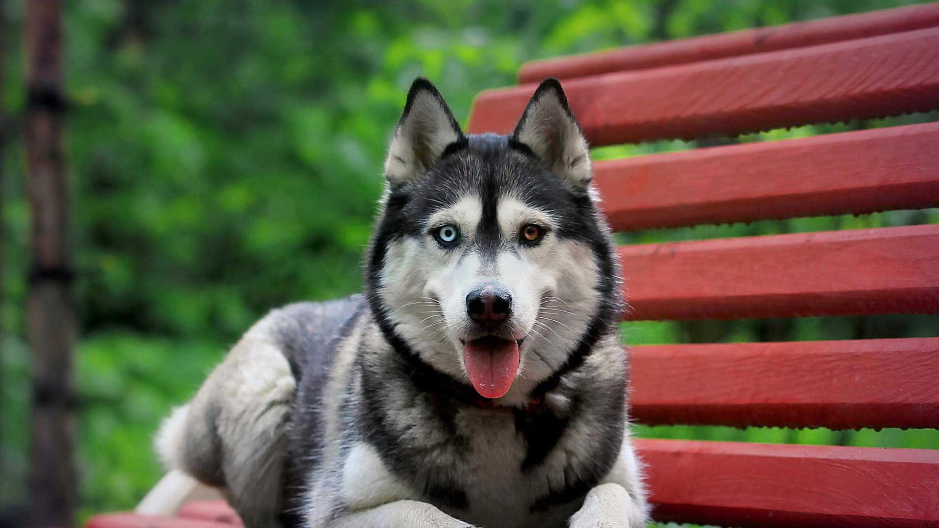 Husky Live Wallpaper For Android Apk Download - fluffy husky roblox