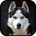 Husky Dog Wallpaper icon