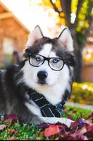 Husky Dog Wallpaper poster