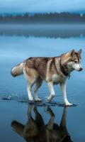 Husky Dog Wallpaper screenshot 2