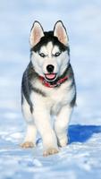 Husky Dog Wallpaper screenshot 3