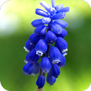 Hyacinths Wallpaper APK