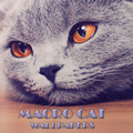 Cat Animal Wallpaper