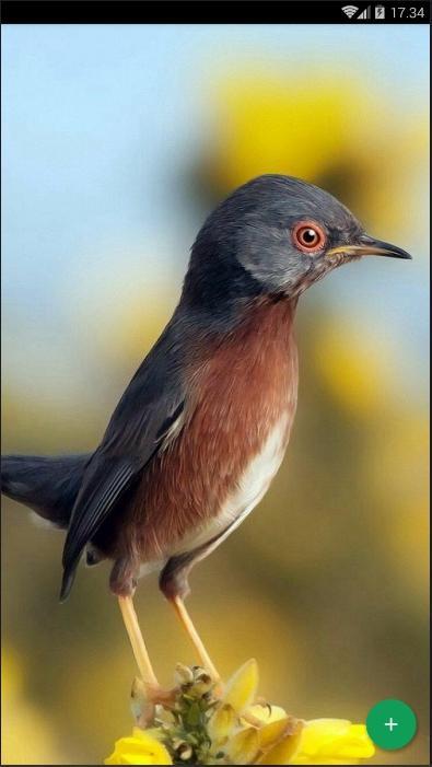 Android 用の 鳥動物の壁紙 Apk をダウンロード Android 用の 鳥動物の壁紙 Apk をダウンロード