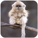 Monkey Wallpaper APK