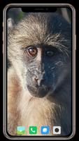Monkey Wallpaper poster