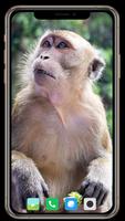 Monkey Wallpaper screenshot 3