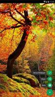 Papier peint Forêt d'automne capture d'écran 1