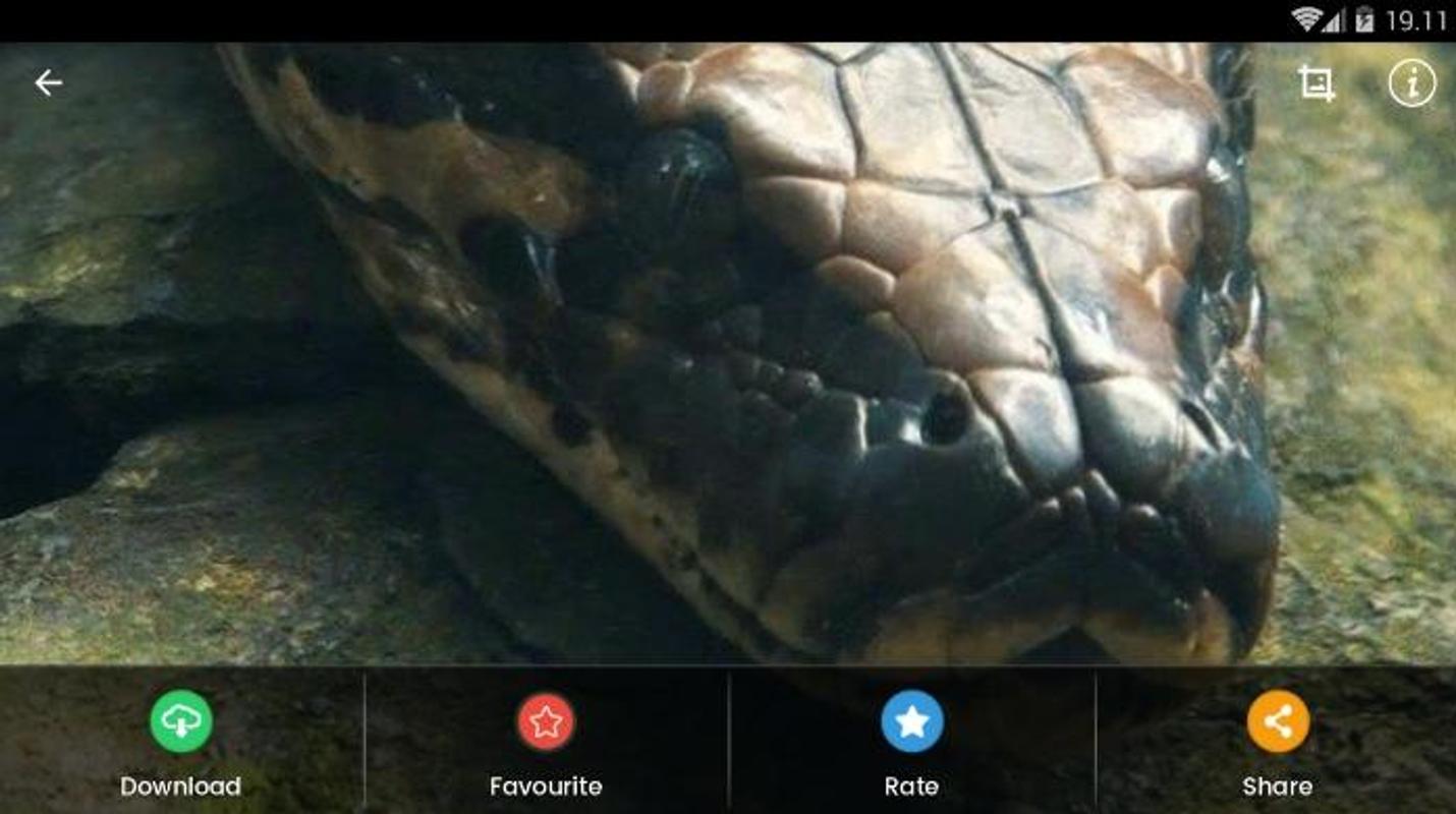 Burmese Python HD Wallpaper for Android APK Download