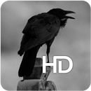 Corbeau Noir Corbeau HD Fond d'écran APK