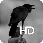 Gothic Black Crow HD Wallpaper icon