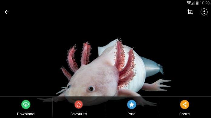 Axolotl Hd Wallpaper For Android Apk Download - axolotl 3 roblox
