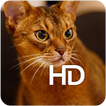 Abyssinian Cat HD Wallpaper