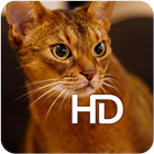 Abyssinian Cat HD hình nền biểu tượng