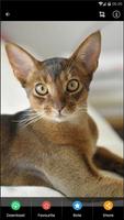Abyssinian Cat HD Wallpaper poster
