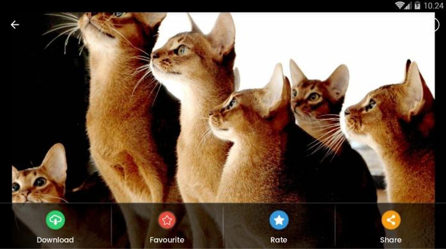 Abyssinian Cat Wallpaper Cat and Dog Lovers Abyssinian Cat Wallpaper Cat and Dog Lovers