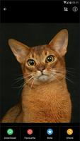 Abyssinian Cat HD Wallpaper اسکرین شاٹ 1