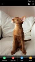 2 Schermata Abyssinian Cat HD Wallpaper