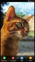 Abyssinian Cat HD Wallpaper Ekran Görüntüsü 3